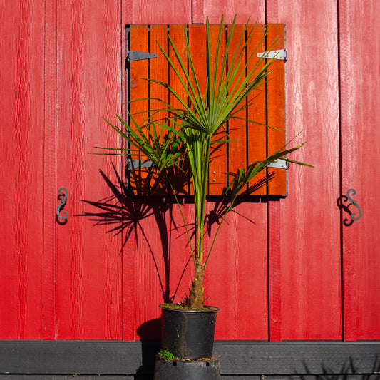 Windmill Palm Tree | Trachycarpus Fortunei | Potted | 3-8 Years Old