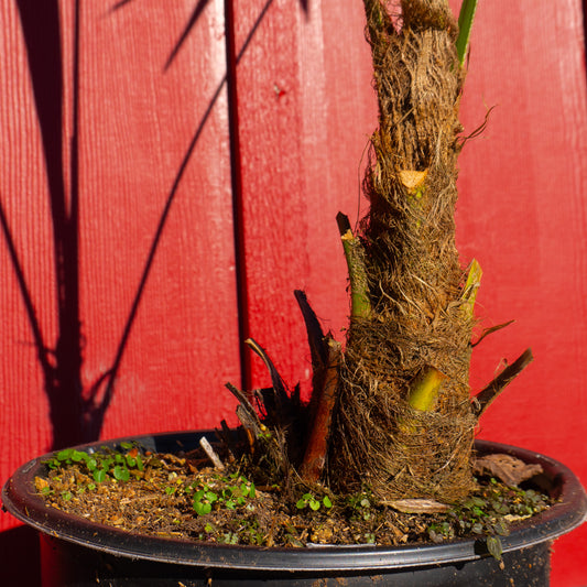 Windmill Palm Tree | Trachycarpus Fortunei | Potted | 3-8 Years Old